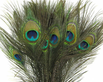 PEACOCK FEATHERS AND TRIM