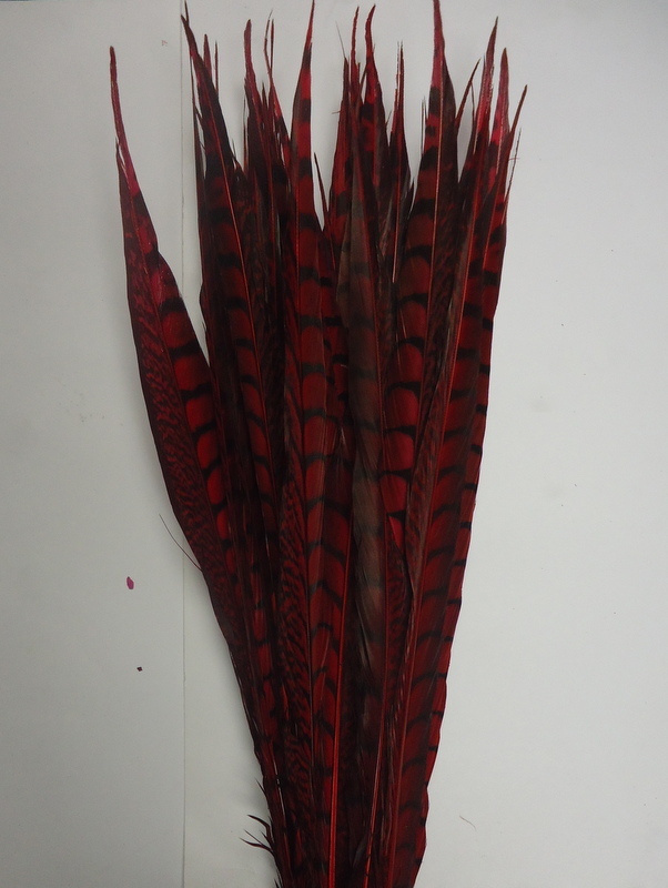 Lady Amherst Pheasant Tail Feather