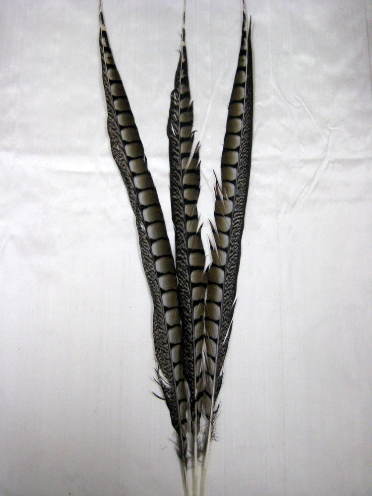 PHEASANT LADY AMHERST TAIL FEATHER