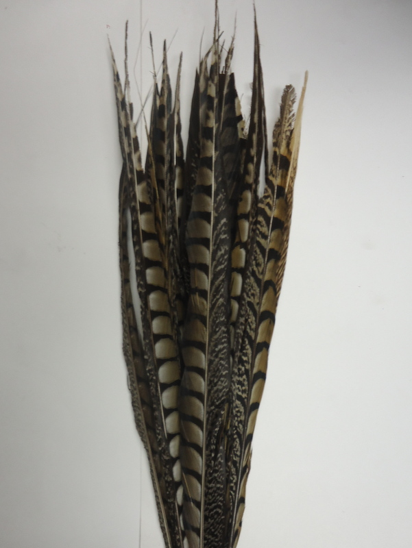 Lady Amherst Pheasant Tail Feather