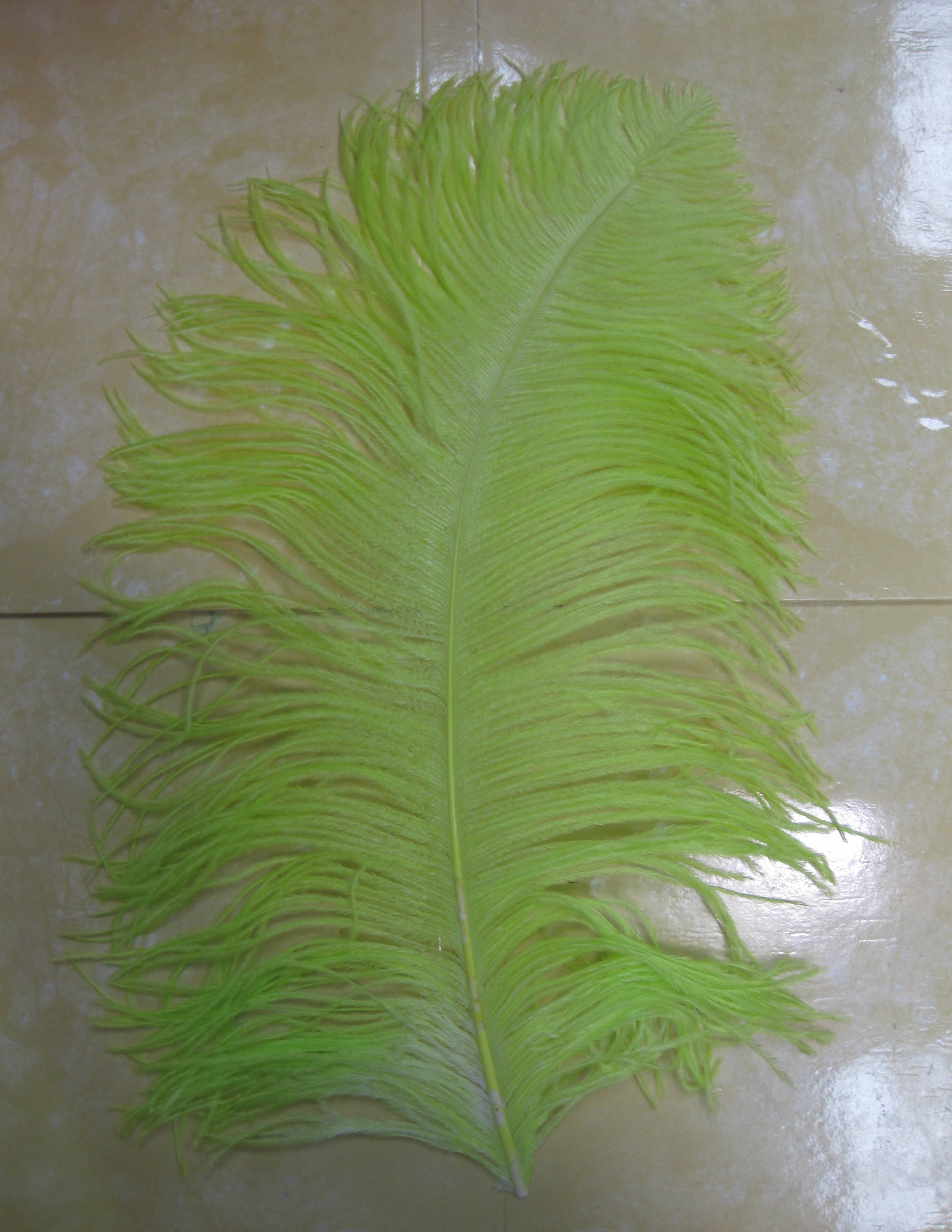 OSTRICH PLUME