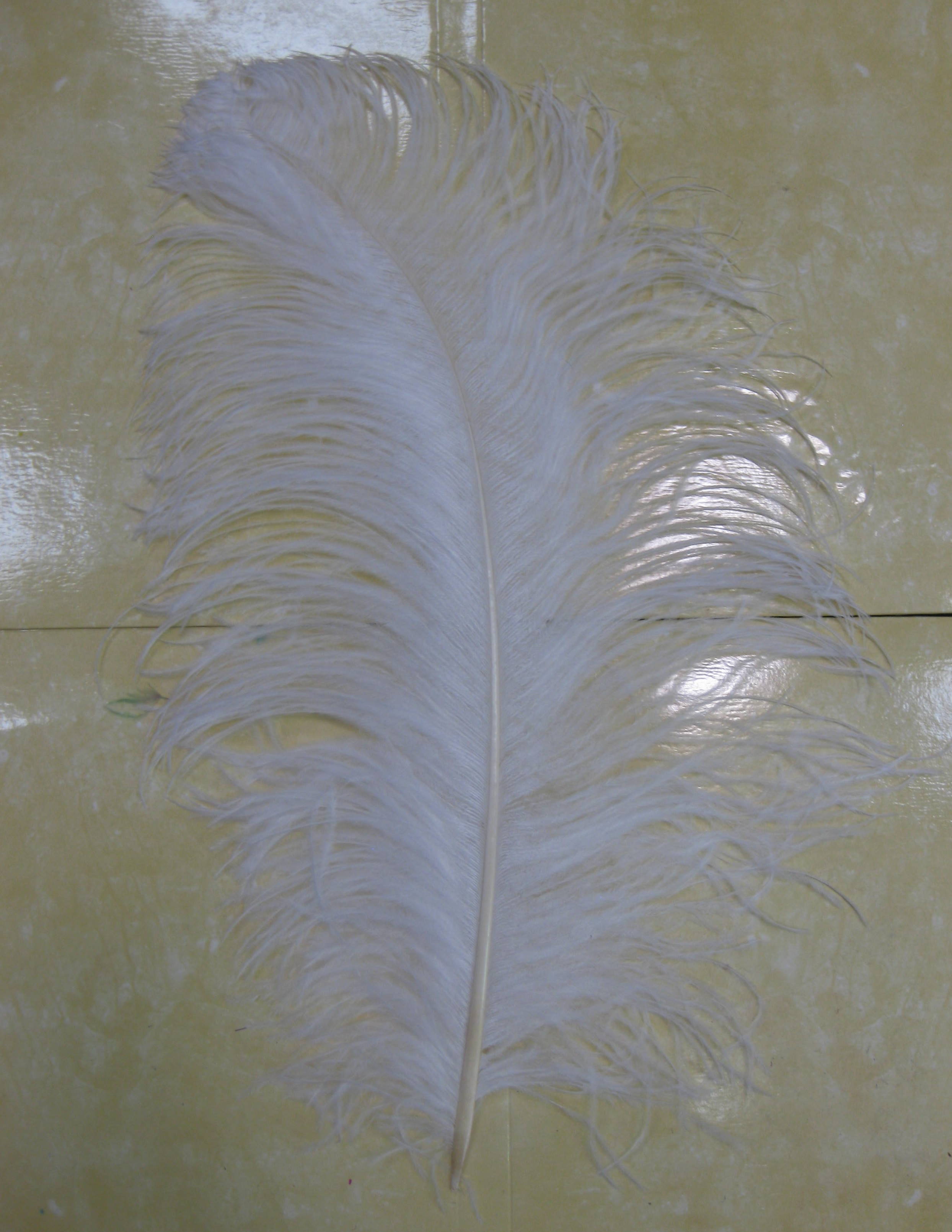 OSTRICH PLUME