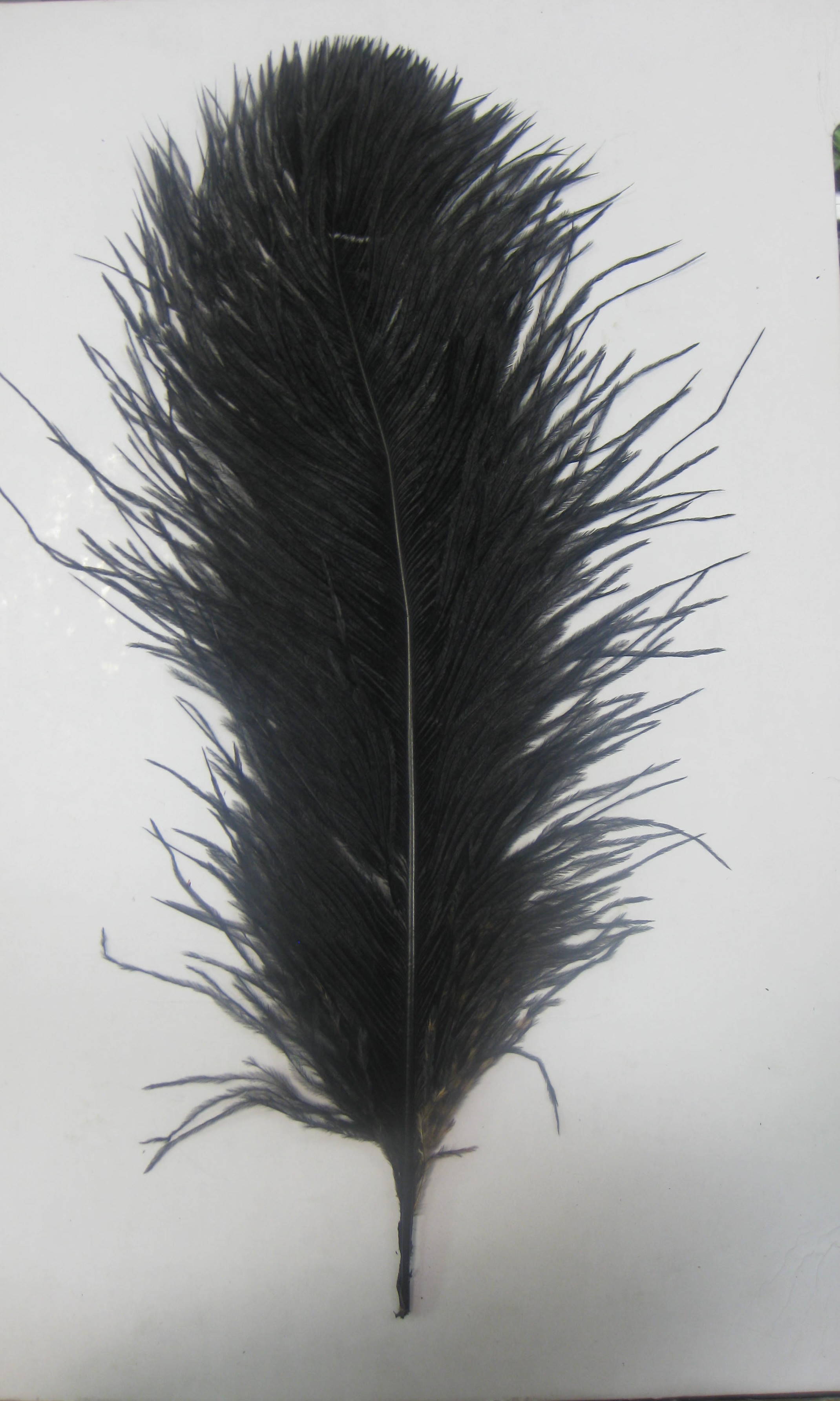 OSTRICH PLUME