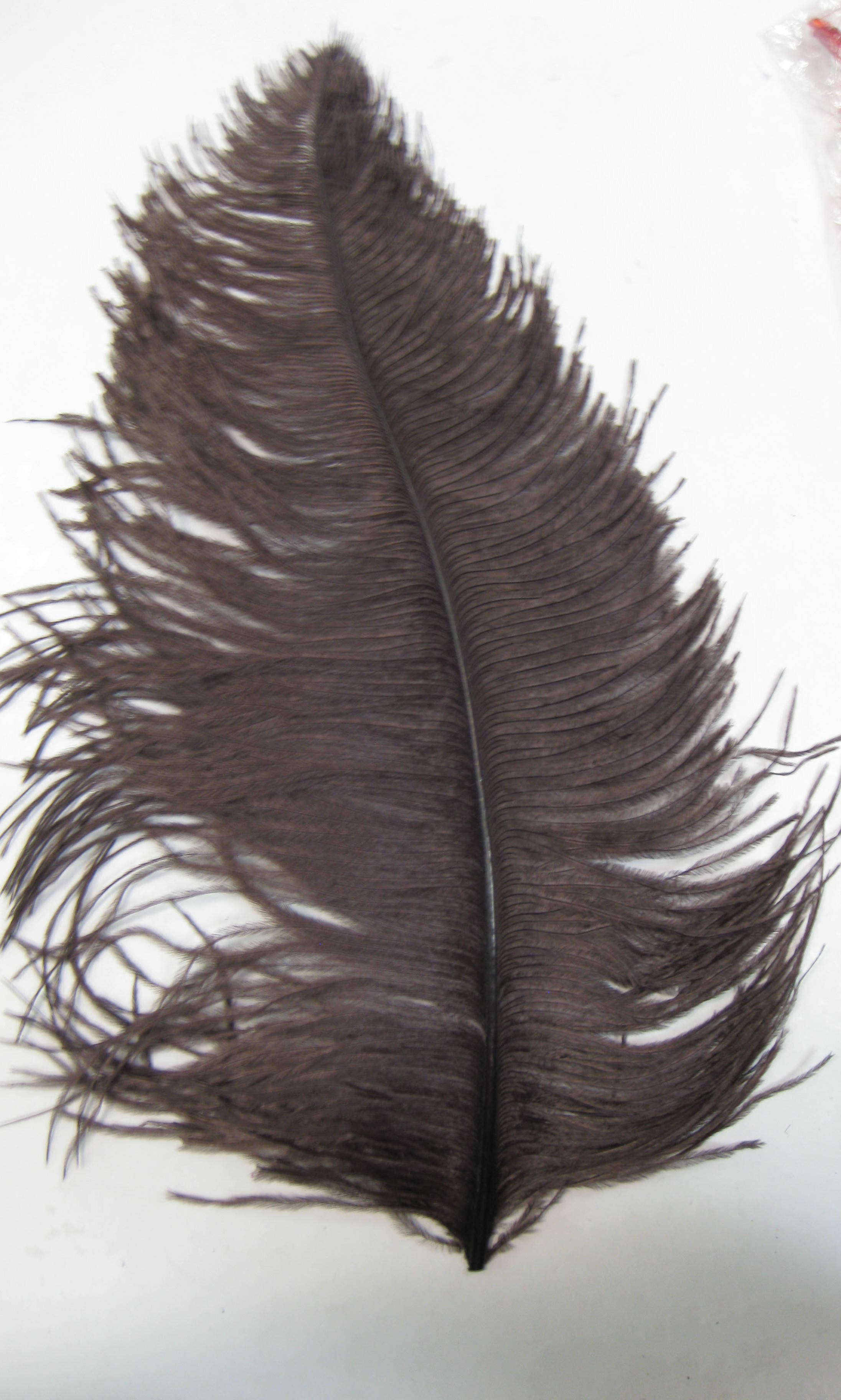 OSTRICH PLUME