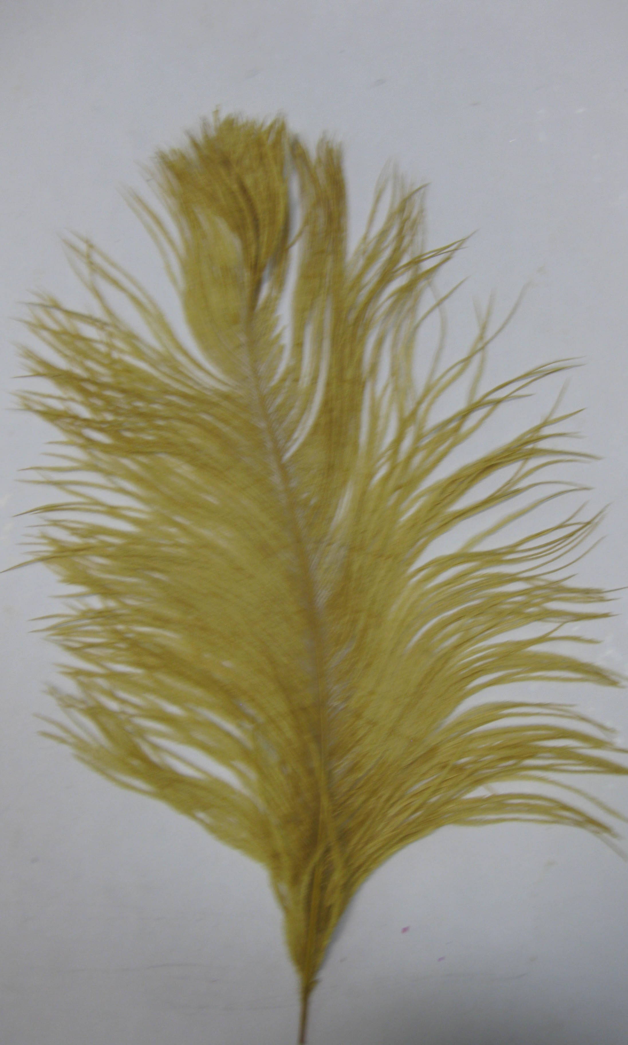 OSTRICH PLUME OSTRICH PLUME