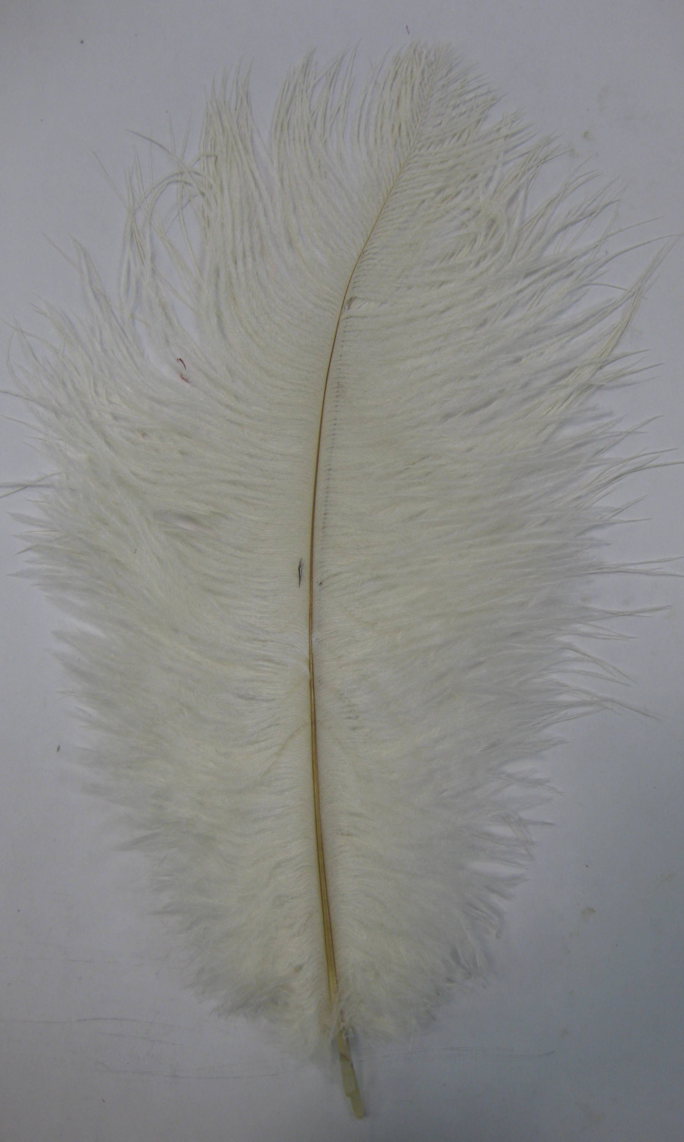 OSTRICH PLUME