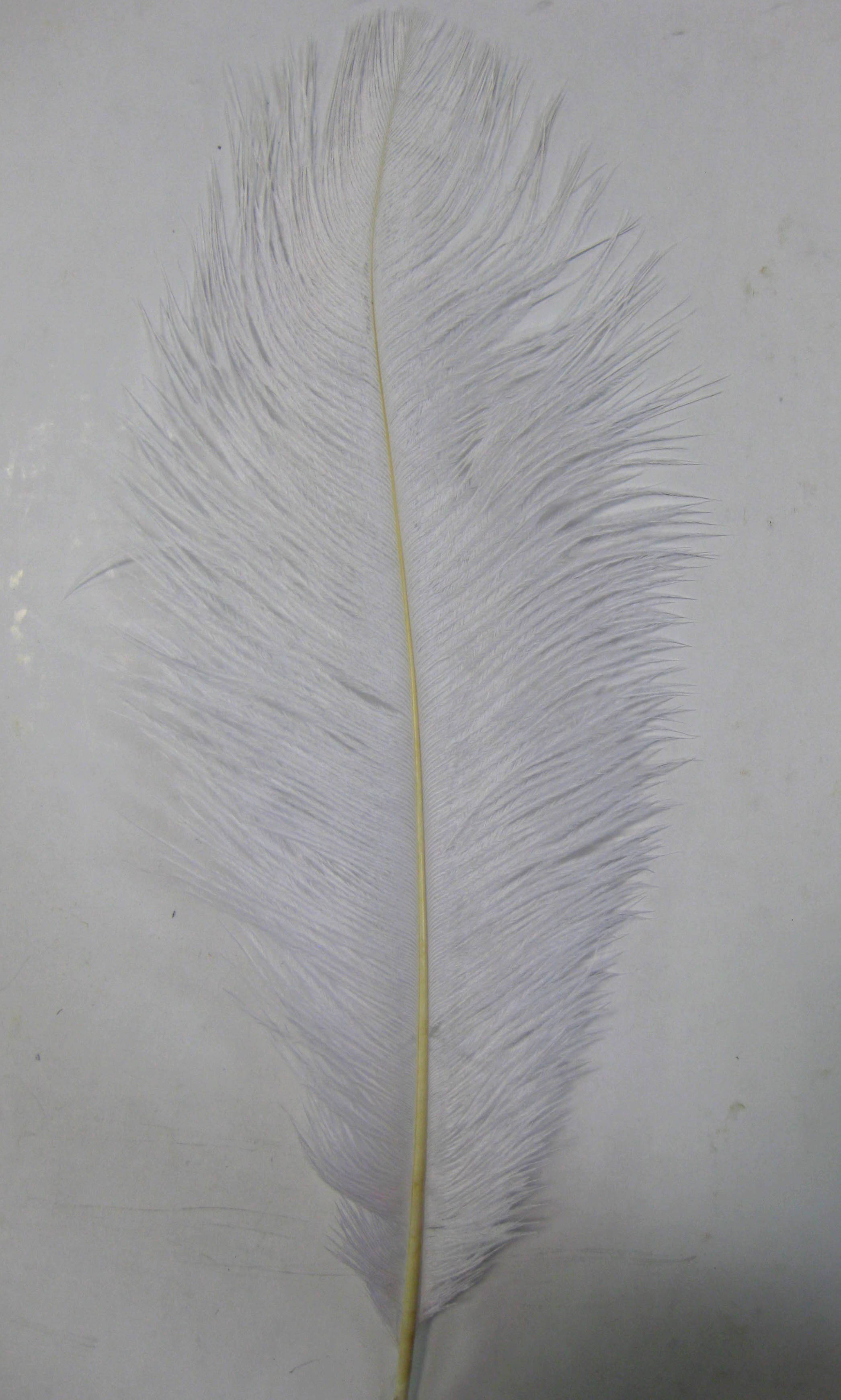 OSTRICH PLUME OSTRICH PLUME