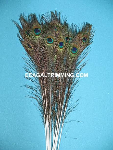 PEACOCK 40-45' PER 12 PEACOCK 40-45' PER 12