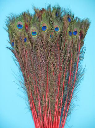 PEACOCK FEATHER COLOR STEM